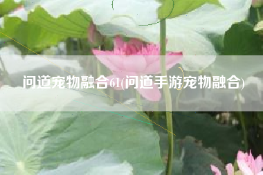 问道宠物融合61(问道手游宠物融合)
