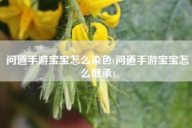 问道手游宝宝怎么染色(问道手游宝宝怎么继承)