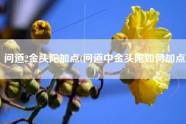 问道2金头陀加点(问道中金头陀如何加点)