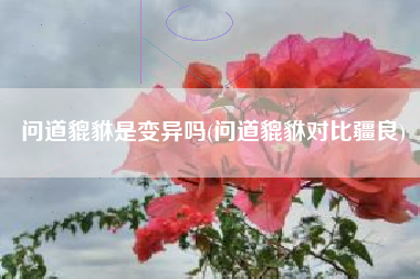 问道貔貅是变异吗(问道貔貅对比疆良)