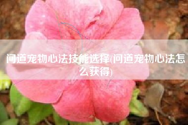 问道宠物心法技能选择(问道宠物心法怎么获得)
