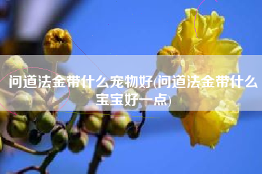 问道法金带什么宠物好(问道法金带什么宝宝好一点)