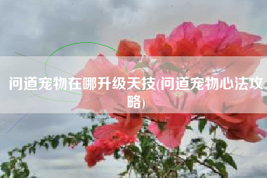 问道宠物在哪升级天技(问道宠物心法攻略)