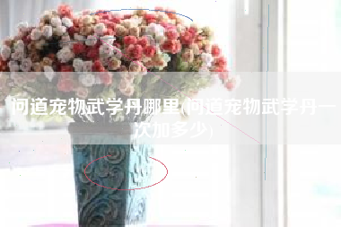 问道宠物武学丹哪里(问道宠物武学丹一次加多少)