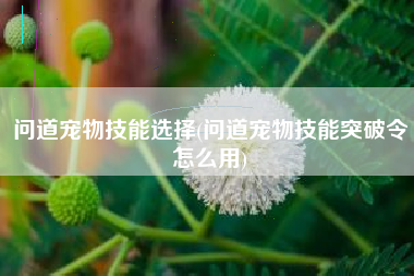 问道宠物技能选择(问道宠物技能突破令怎么用)