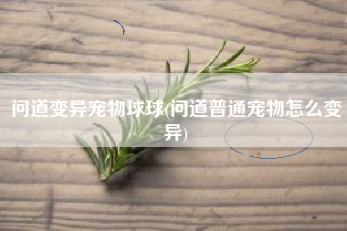 问道变异宠物球球(问道普通宠物怎么变异)