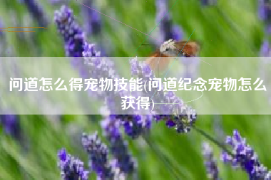 问道怎么得宠物技能(问道纪念宠物怎么获得)