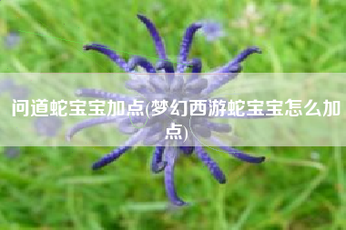 问道蛇宝宝加点(梦幻西游蛇宝宝怎么加点)