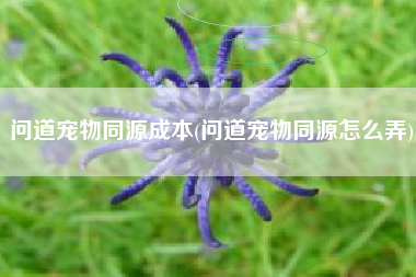 问道宠物同源成本(问道宠物同源怎么弄)
