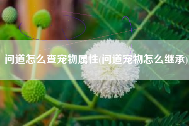 问道怎么查宠物属性(问道宠物怎么继承)
