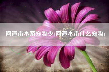 问道带木系宠物少(问道木带什么宠物)